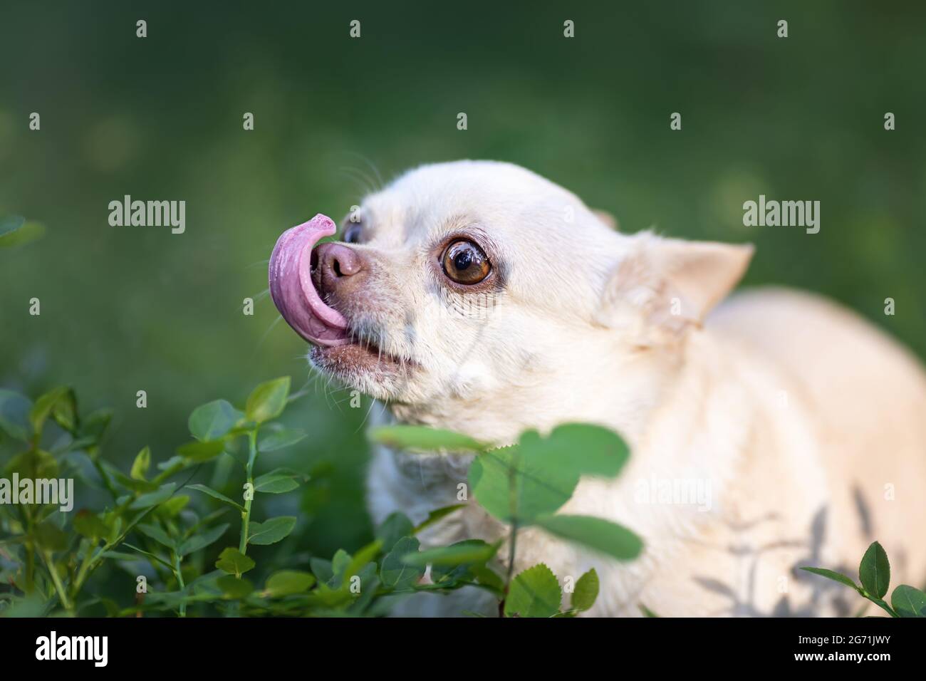 Divertente cane bianco chihuahua con lingua fuori alla natura Foto Stock