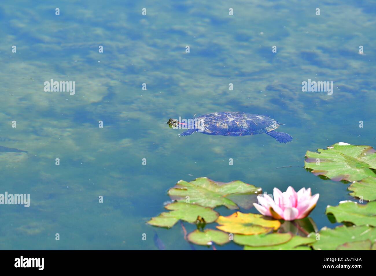 Tartaruga a cursore con orecchie rosse fluttuante (Trachemys scripta elegans) Foto Stock