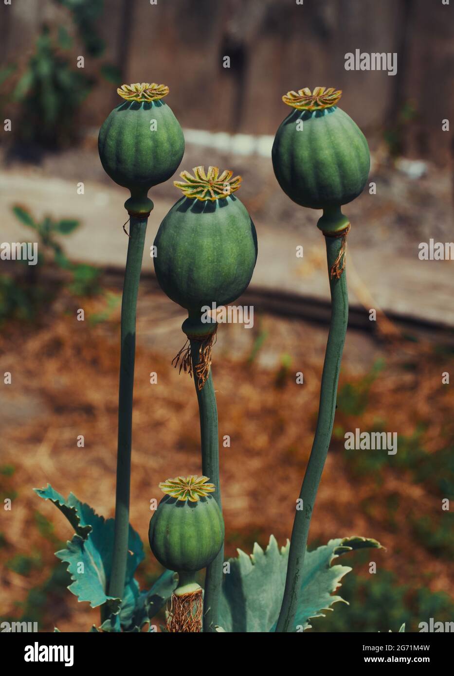 Papaver somniferum, comunemente noto come papavero di oppio o papavero di semi di pane, è una specie di pianta fiorente della famiglia Papaveraceae. Foto Stock Papaver somniferum, comunemente noto come papavero di oppio o papavero di semi di pane, è una specie di pianta fiorente della famiglia Papaveraceae. Foto Stock