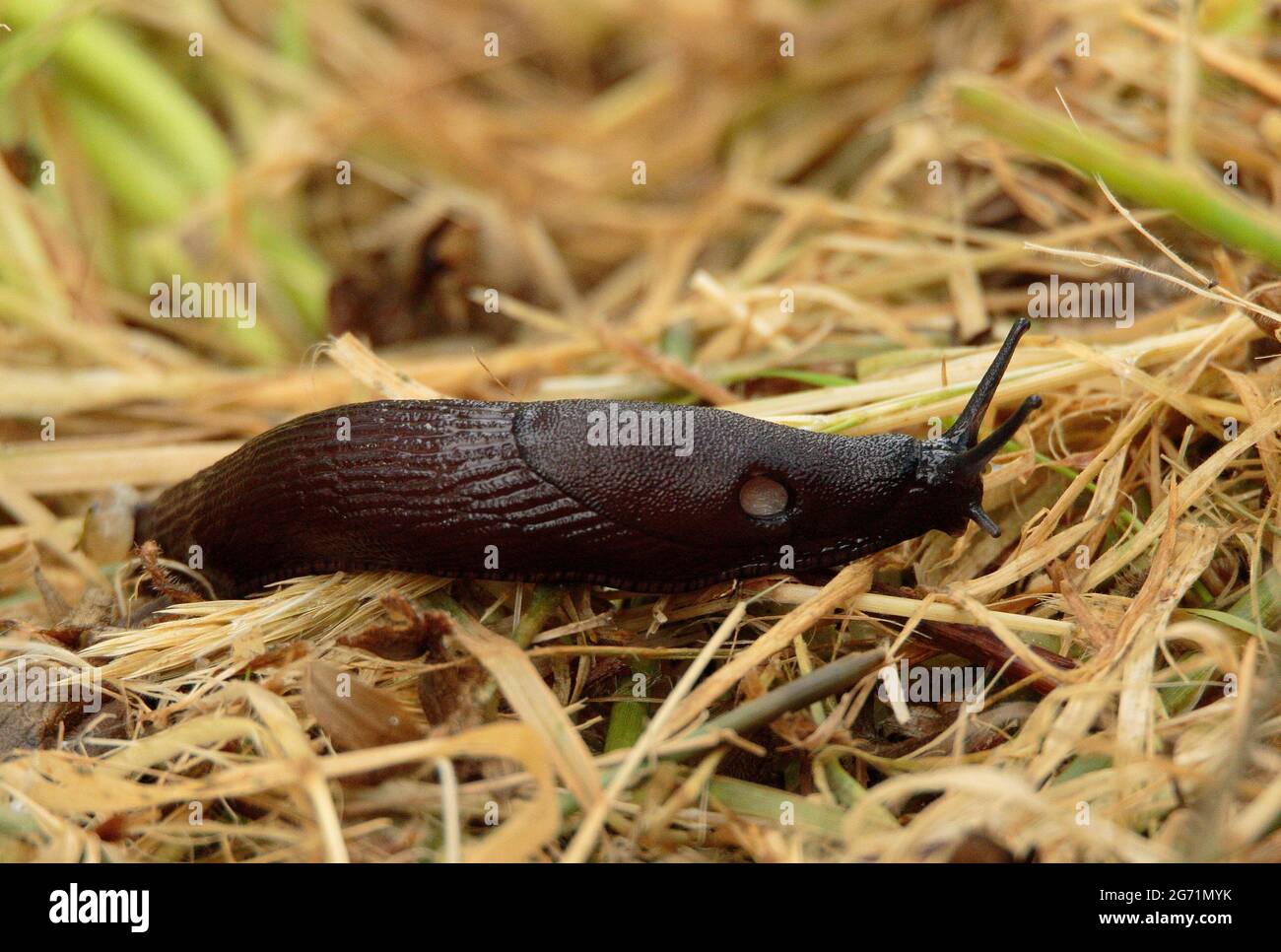 Comune Black Slug Foto Stock