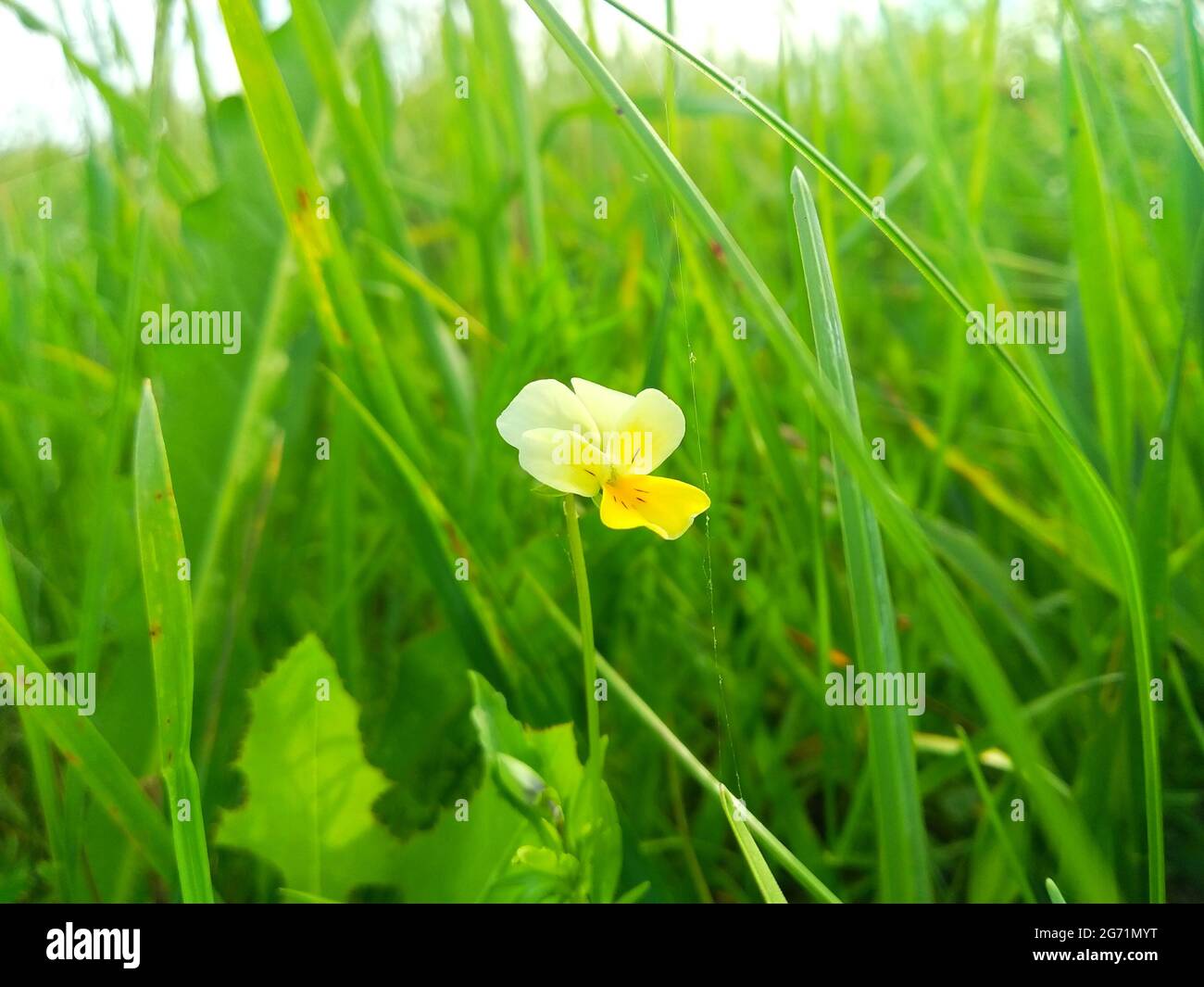 Viola arvensis è una specie di violetta conosciuta con il nome comune di pansy campo Foto Stock