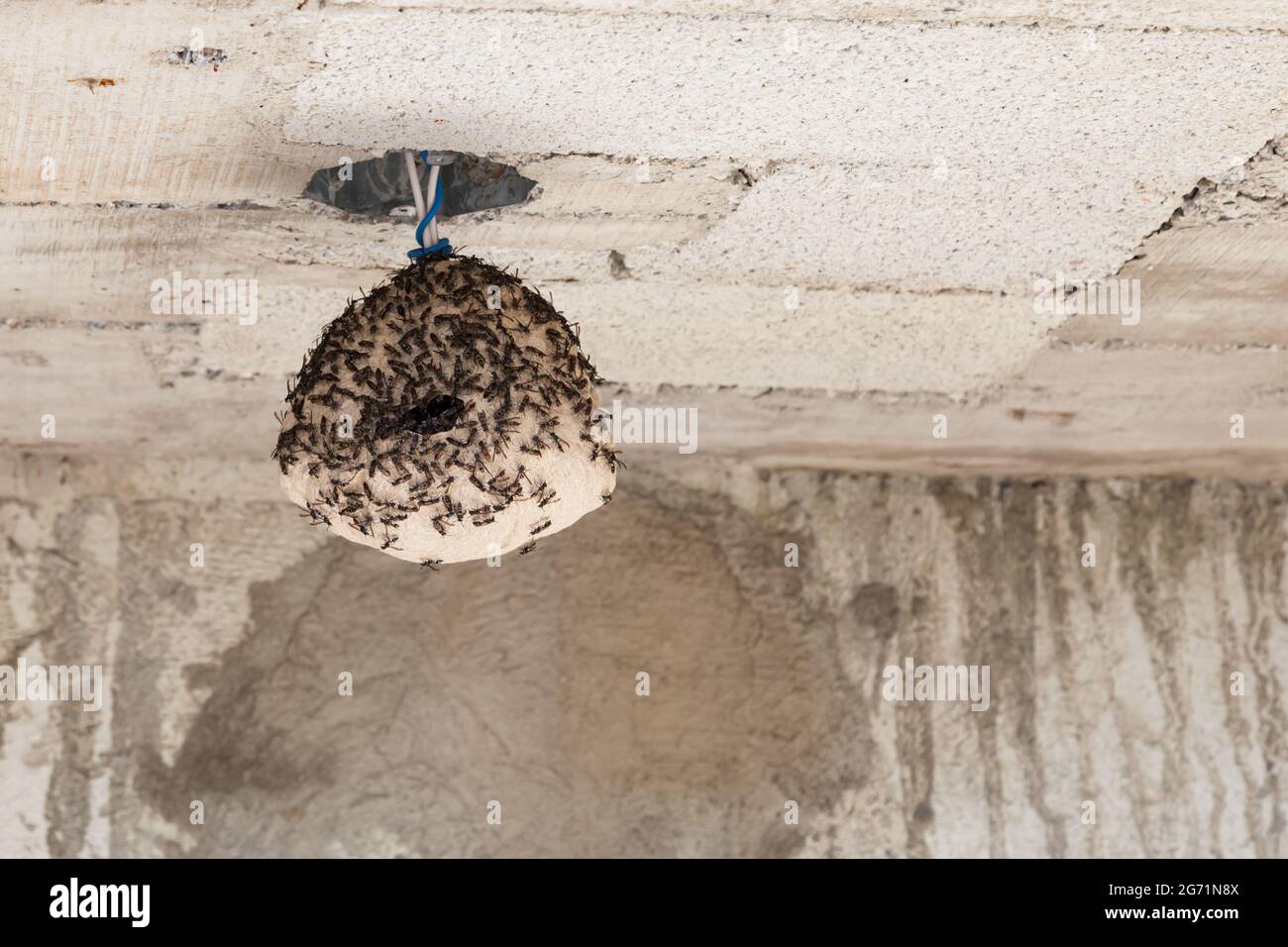 Un nido d'ape è formato intorno agli elementi di luce di una stanza incompiuta in costruzione. Foto Stock