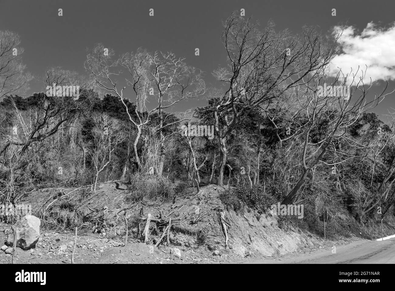 Devastazione di alberi causati dall'eruzione del vulcano Fuego nel giugno 2018 in Guatemala Foto Stock