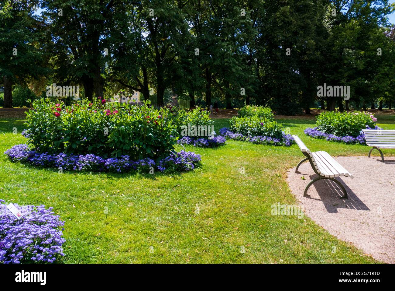 Dahlien im öffentlichen Dahlien Garten, in der Lichtentaler Allee, Baden-Baden Foto Stock