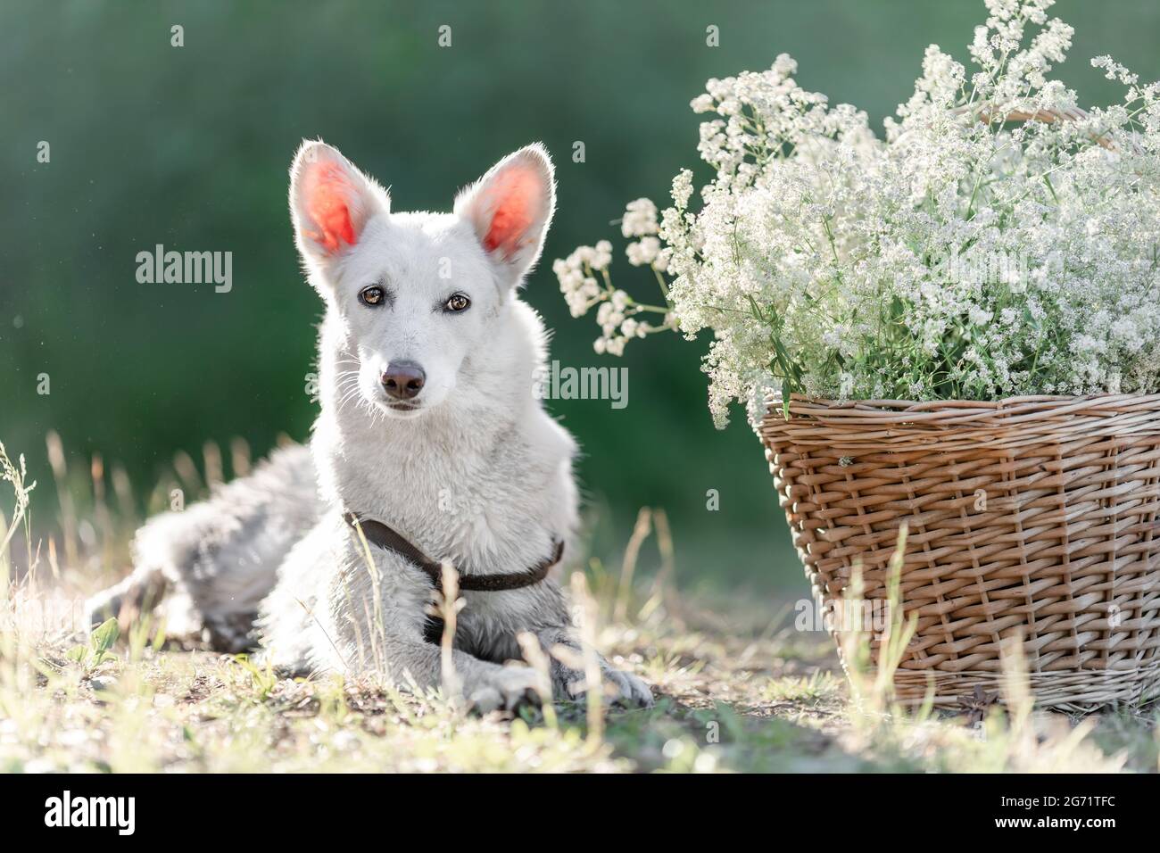 Cane mongrel bianco sdraiato nella natura vicino al cesto con fiori bianchi Foto Stock