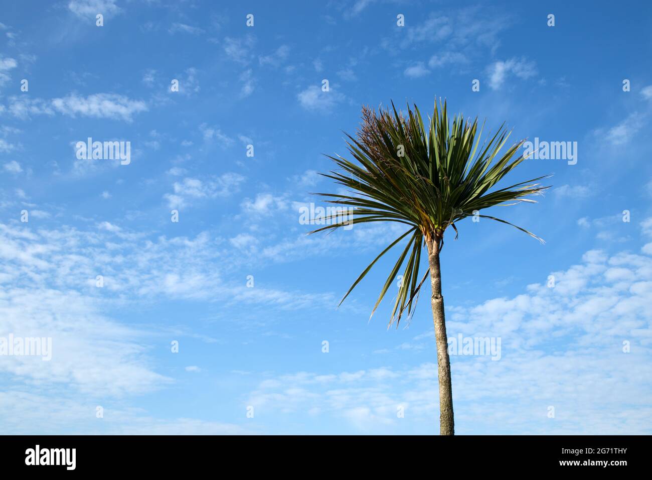 Albero di palma Cordyline contro un cielo blu Foto Stock