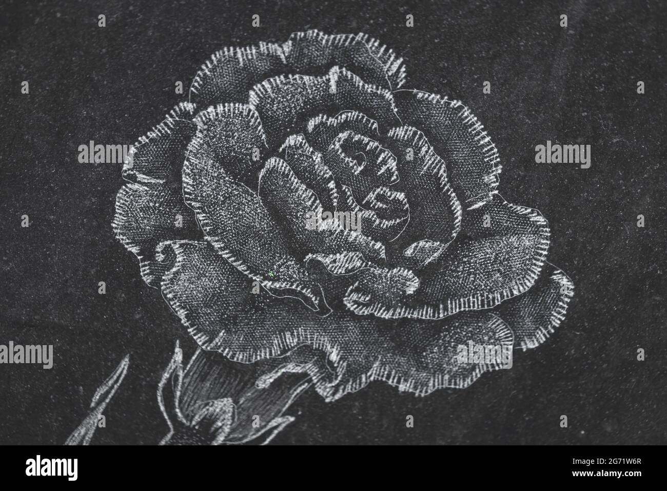 bel fiore bianco e nero bianco nero di garofano inciso su fondo nero lucido granito. Linee di contorno e tratti disegnati a mano. Foto Stock
