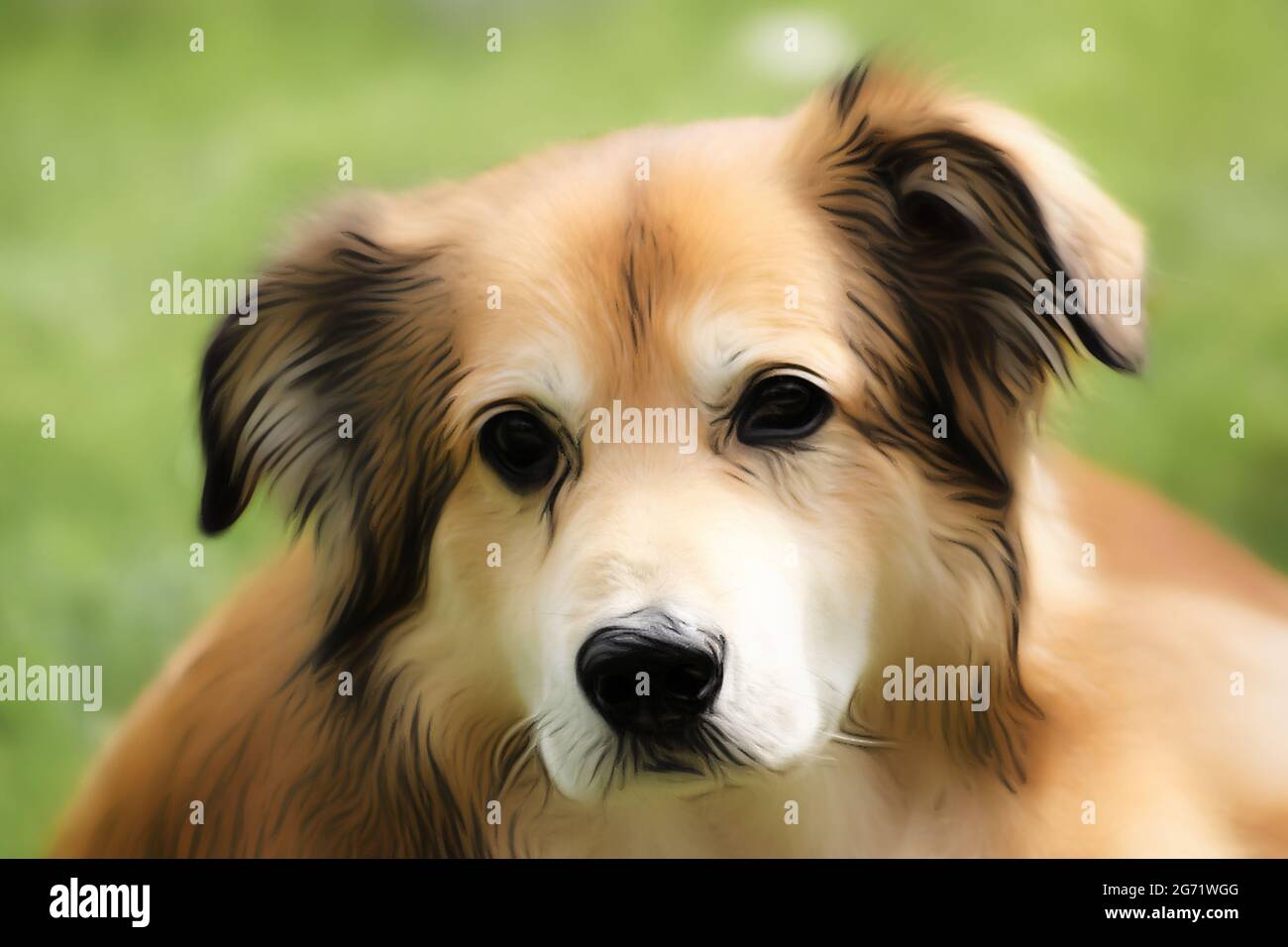 Ritratto di un cane di razza mista della Romania in giardino in primavera nello stile di un disegno morbido con vernici acriliche Foto Stock