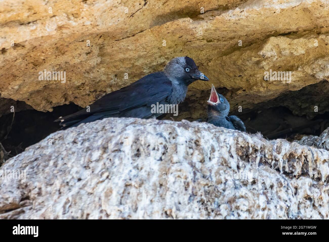 Western Jackdaw, Coloeus monidula, nutrendo il suo cazzo nel nido Foto Stock