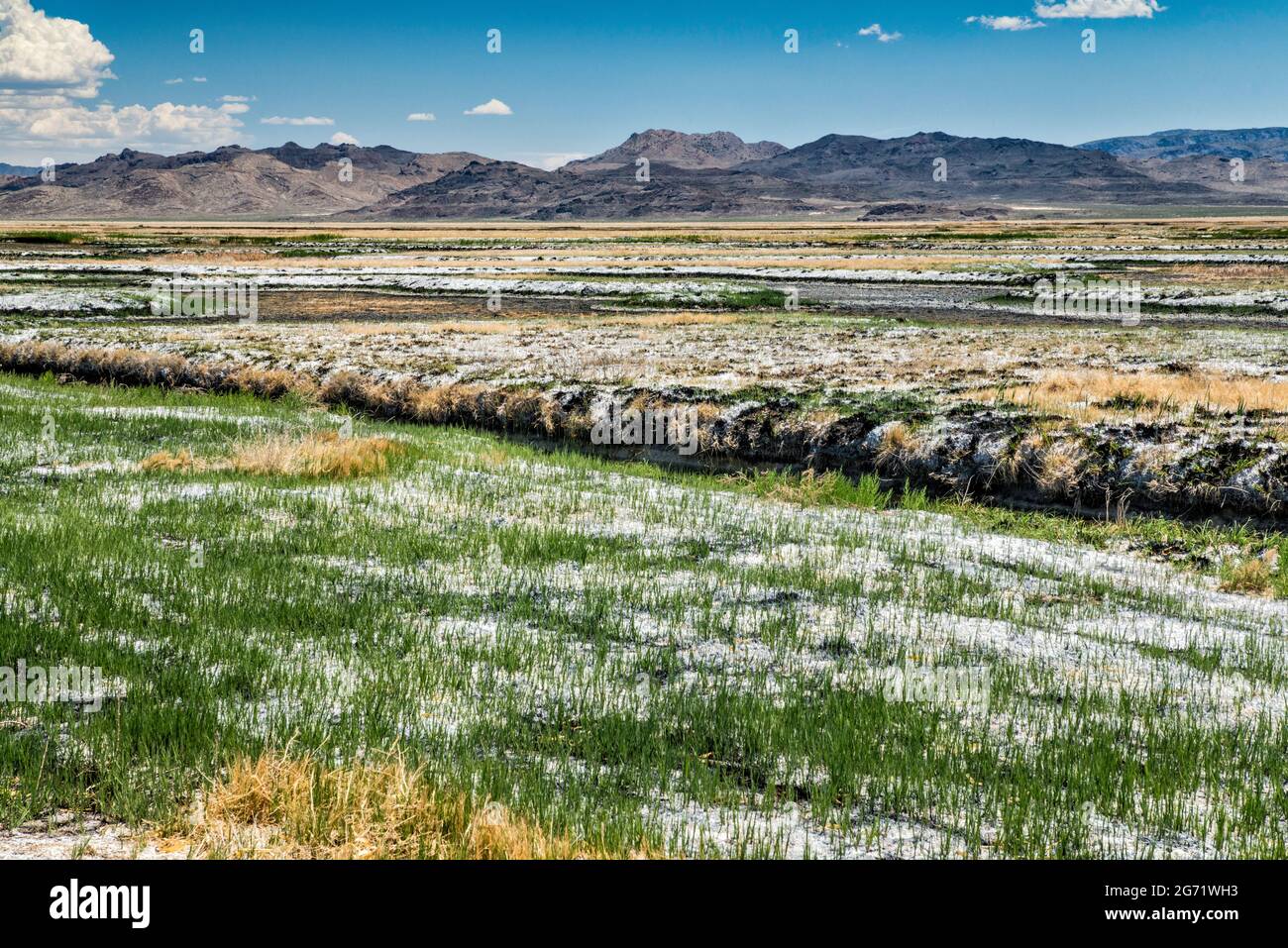 Fish Springs National Wildlife Refuge, Dugway Range in Distance, Pony Express Trail, Back Country Byway, Fish Springs Flat, Great Basin, Utah Foto Stock