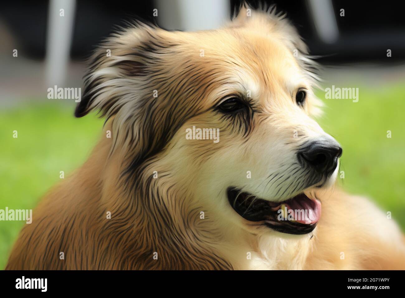 Ritratto di un cane di razza mista della Romania in giardino in primavera nello stile di un disegno morbido con vernici acriliche Foto Stock