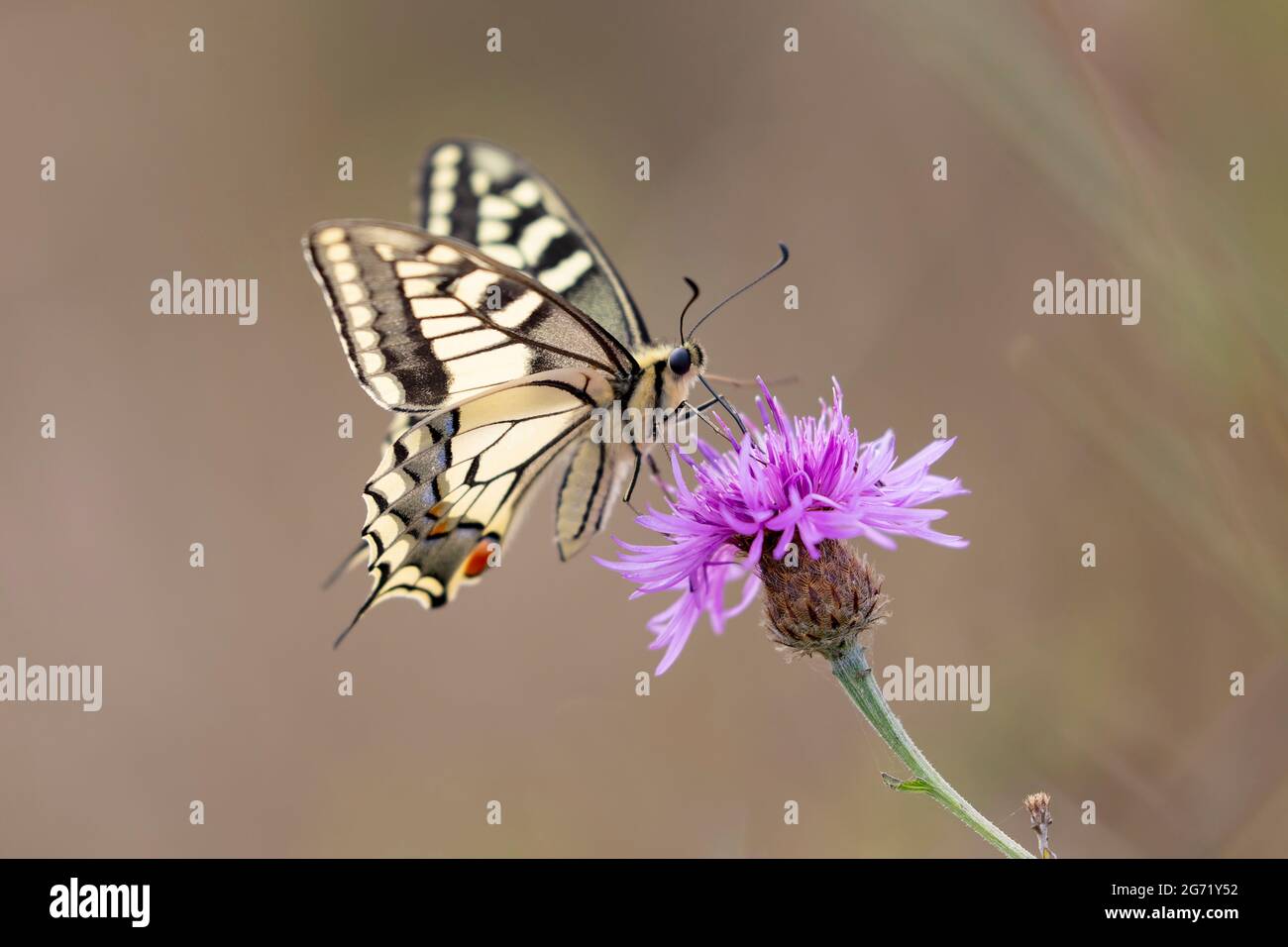 Vecchio mondo Swallowtail Papilio machaon che fora sul thistle Foto Stock