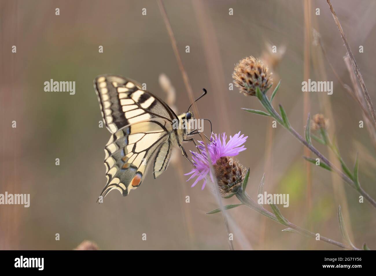 Vecchio mondo Swallowtail Papilio machaon che fora sul thistle Foto Stock
