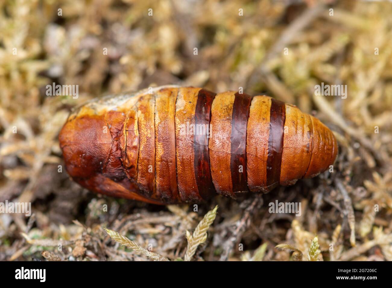 Caso puppale di volpe (Macrotylacia rubi) su brughiera, Regno Unito Foto Stock