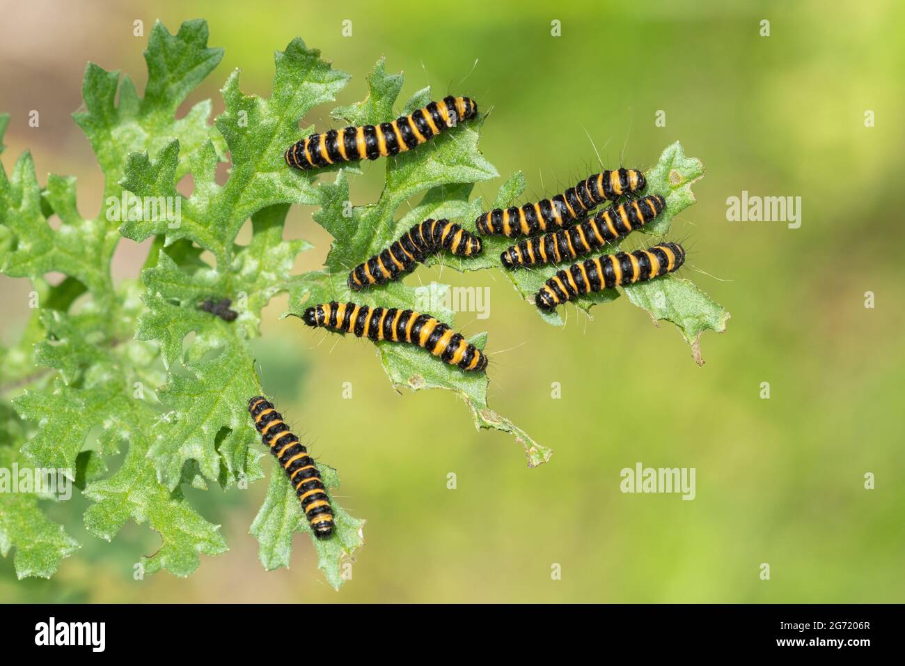 Caterpillars o larve della falena cinabara (Tyria jacobaeae) su ragwort, UK Foto Stock