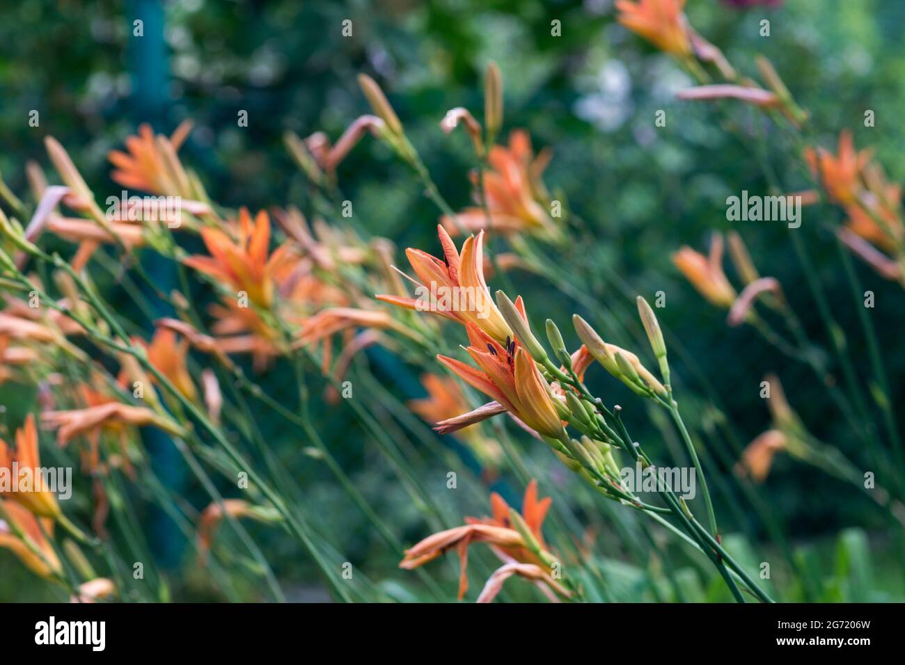 fiori di giglio giorno arancione primo piano in giardino selettivo fuoco Foto Stock