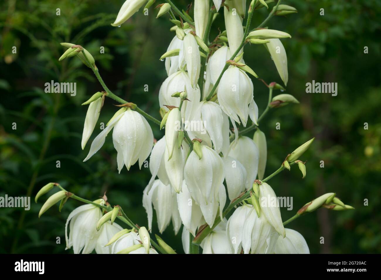 Yucca filamentosa, l'ago di Adamo e i fiori bianchi del filo nel fuoco selettivo del giardino Foto Stock