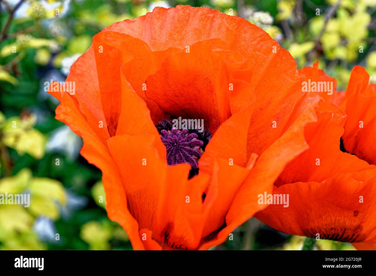 Papavero a testa lunga - Papaver dubium fiore Foto Stock