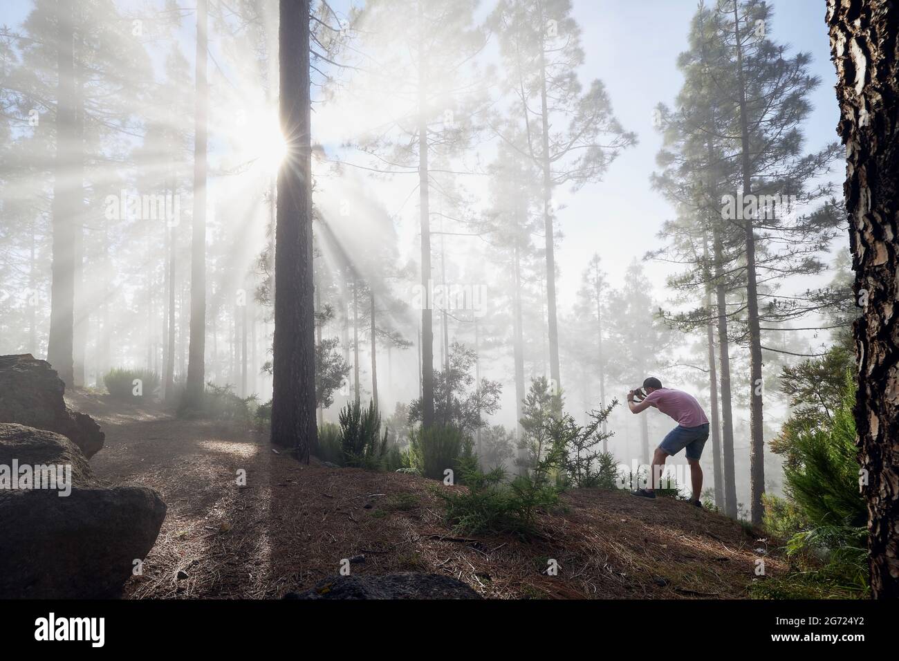 Fotografo in foresta foggy. Giovane uomo durante la fotografia di alberi in bella luce. Tenerife, Isole Canarie, Spagna. Foto Stock