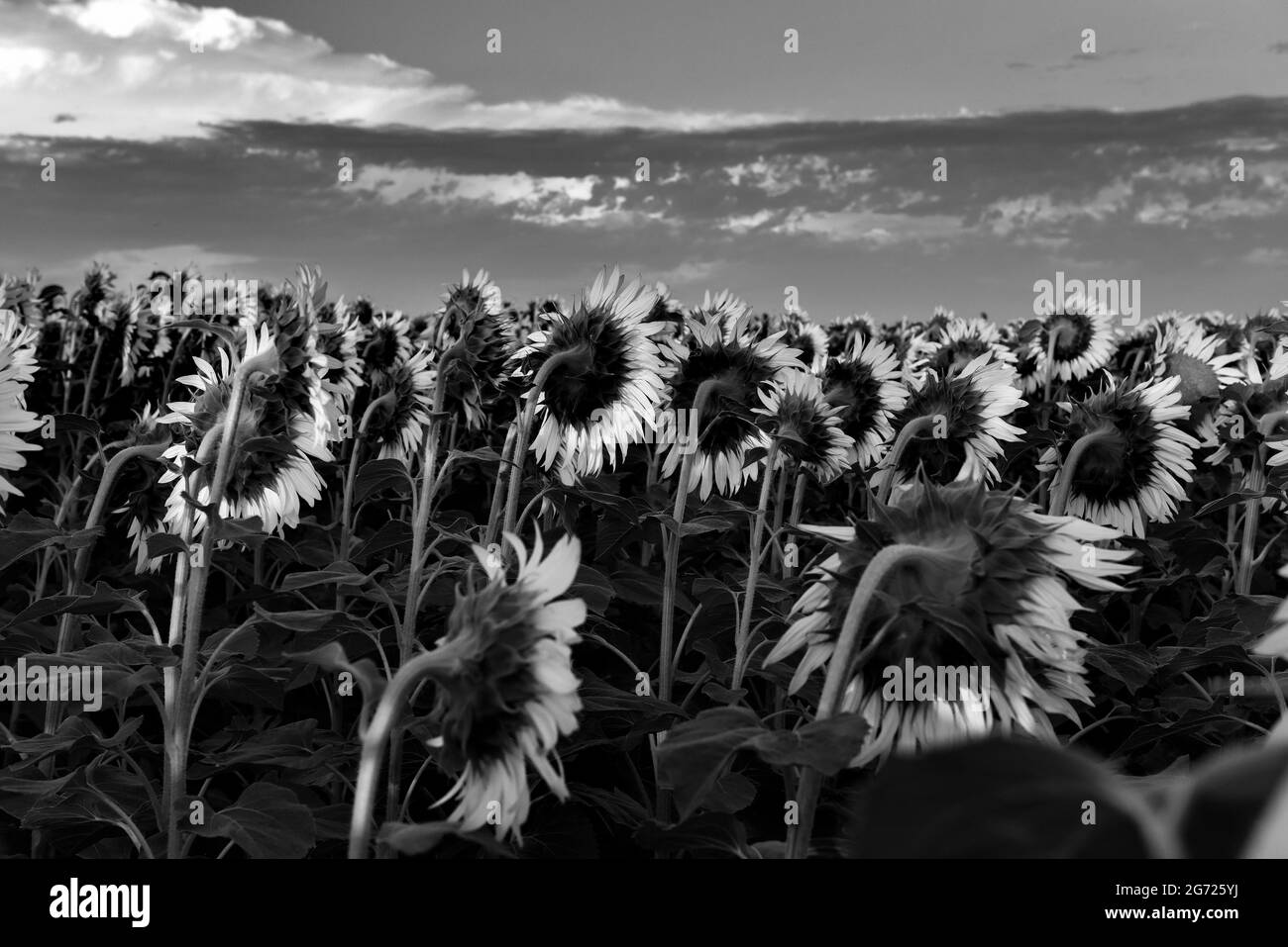 Campagna di girasole, Provincia di la Pampa, Patagonia, Argentina Foto Stock