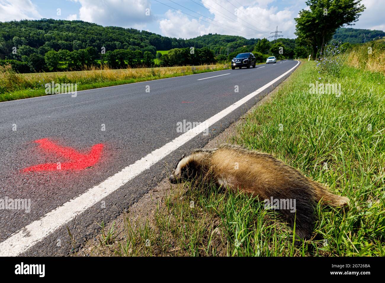 Incidente animale sulla strada con un badge a Eisenach in Germania Foto Stock