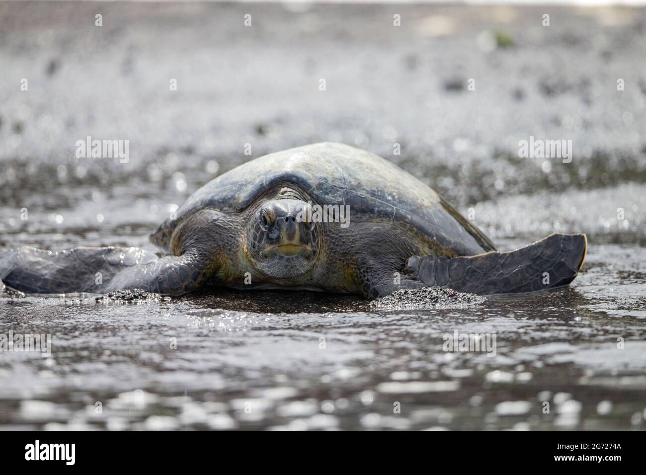 Tartaruga verde (nera) del Pacifico (Chelonia mydas) Foto Stock