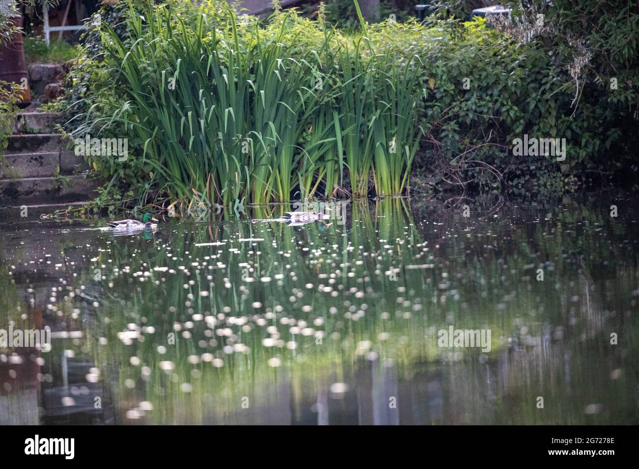 Laghetto con i tornelli lungo il lago nella foresta Foto Stock