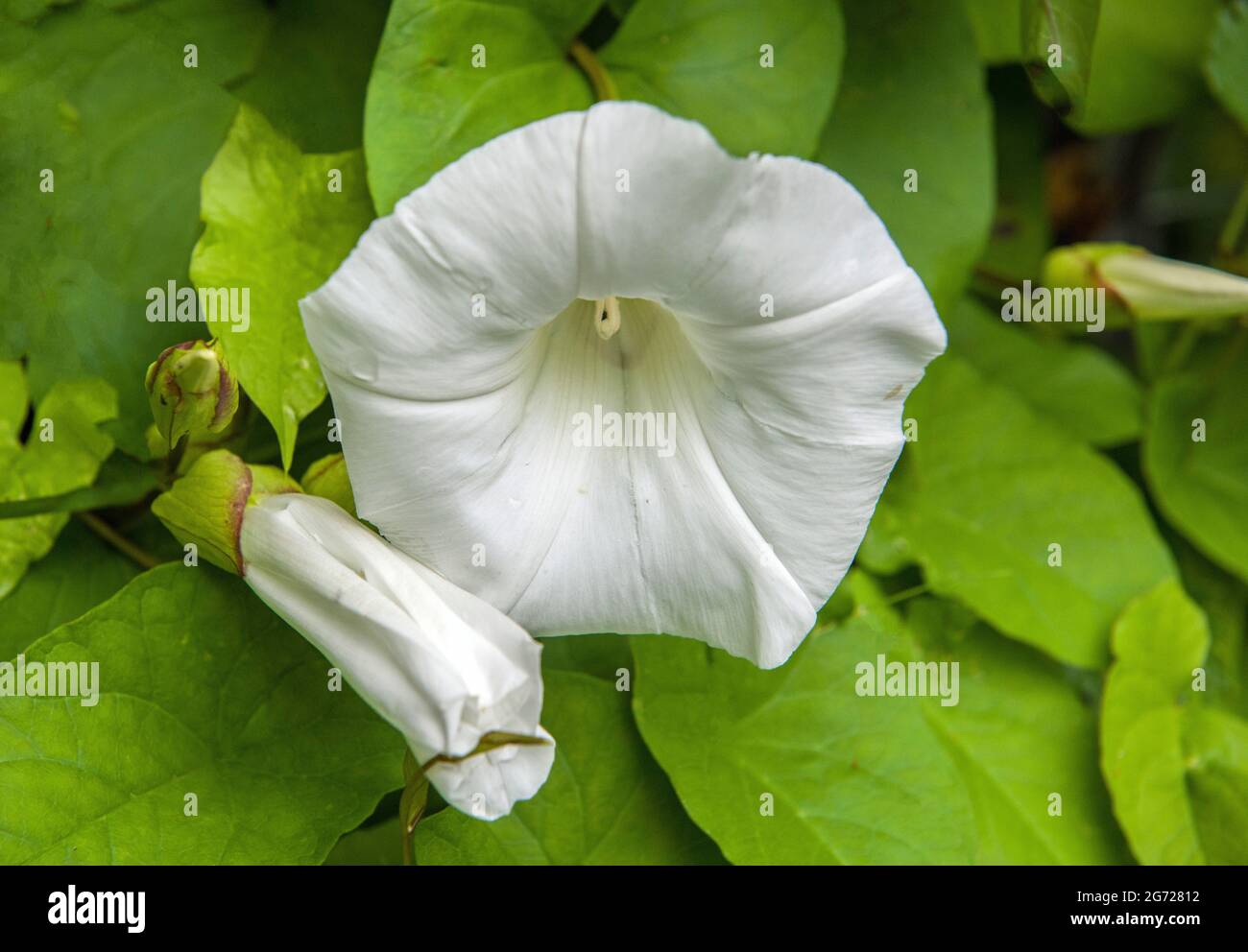 Hedge Bindweed o Bellbine un grande fiore bianco trovato in un hedgerow nel mese di luglio nel Galles del sud Foto Stock