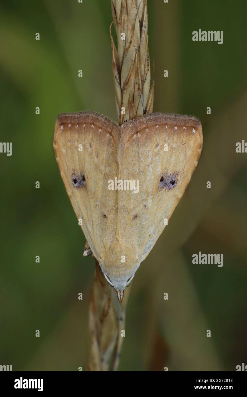 Paglia bordata (Heliothis peltigera) - una giornata di volo Noctuid Moth Foto Stock