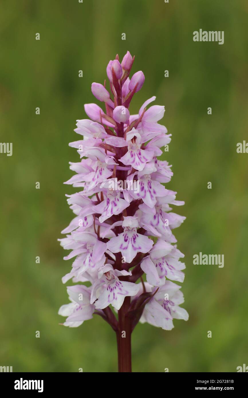 Common Spotted orchidea Dactylorhiza fuchsii Foto Stock