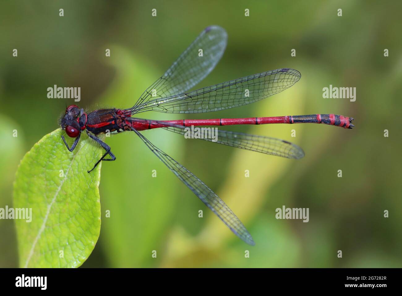 Rossi di grandi dimensioni (Damselfly Pyrrhosoma nymphula) Foto Stock