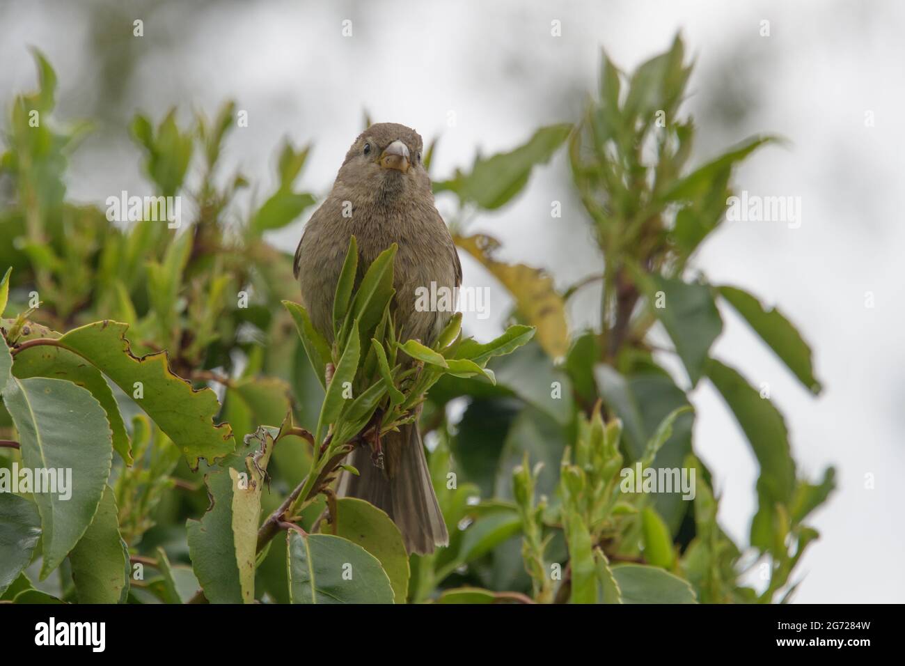 Un passero femminile di casa arroccato in alto in una siepe Foto Stock