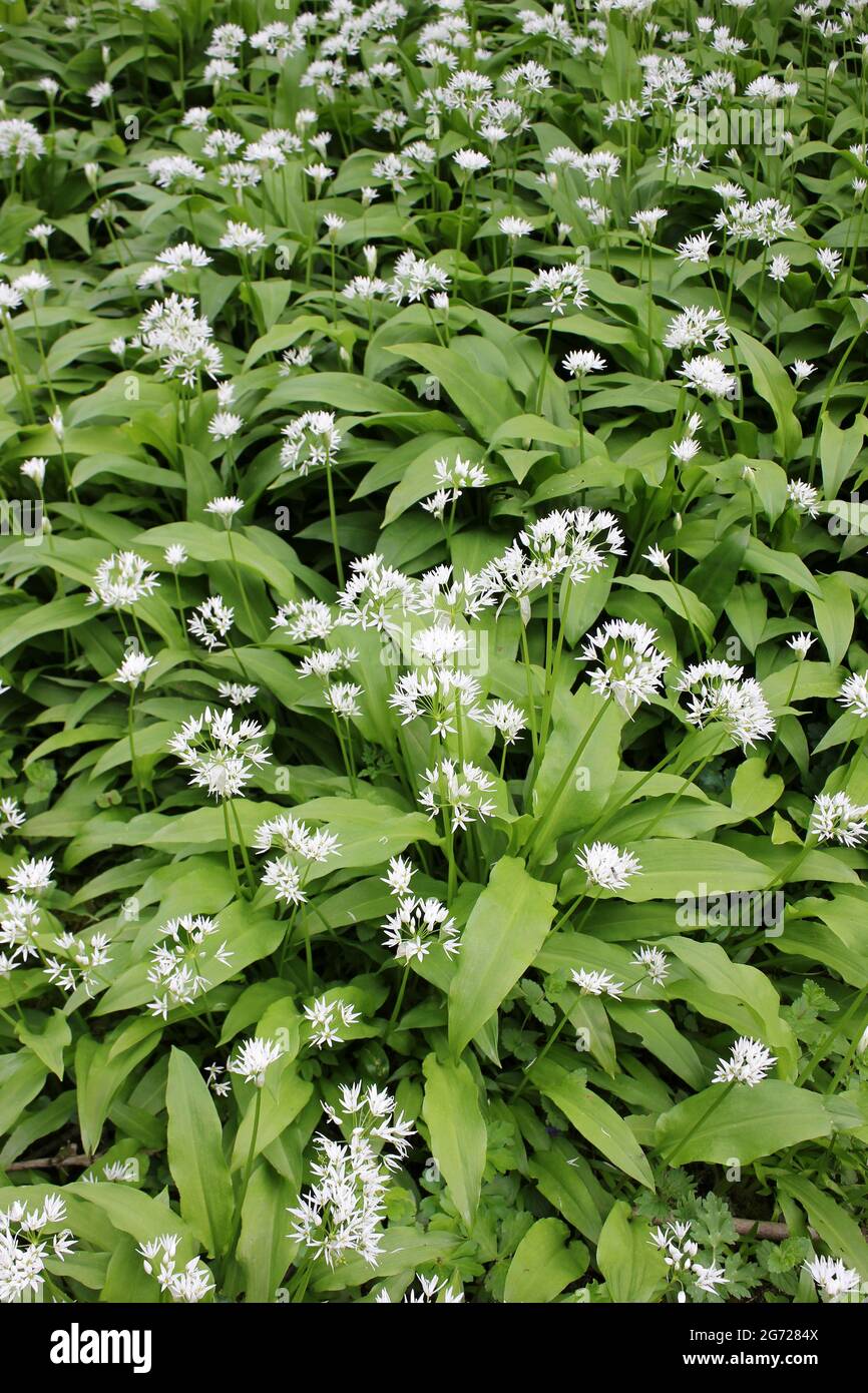 Aglio selvatico o Ramsons Allium ursinum Foto Stock