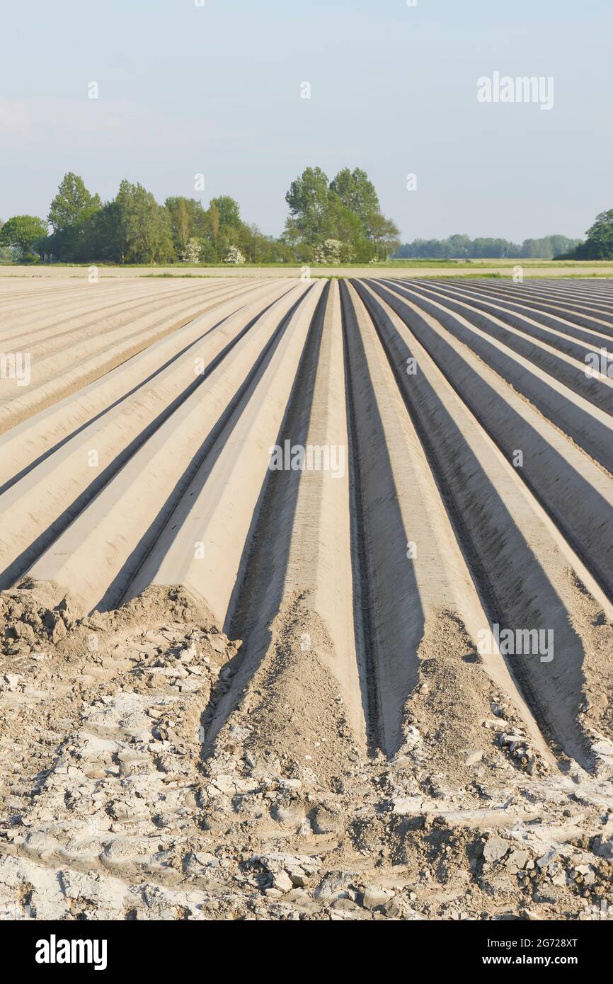 Solchi diritti morti in un campo agricolo sabbioso in primavera. Foto Stock