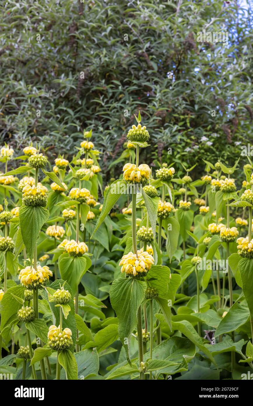Alte piante fiorite di Gerusalemme Sage anche Phlomis frutticosa al confine con il giardino. Foto Stock