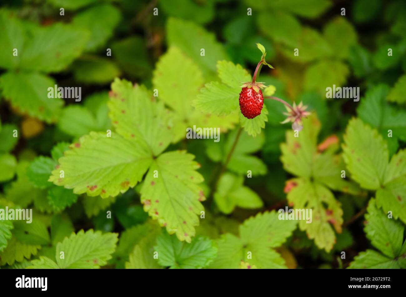 Fragaria vesca, conosciuta come fragola selvatica, fragola boschiva, fragola alpina, fragola carpatica, fragola europea o fraisier des bois Foto Stock