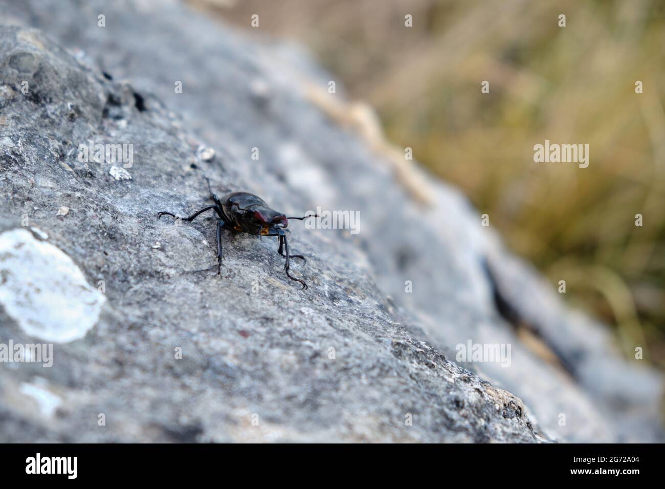 Un coleottero Stag passeggiando lungo i sentieri delle Alpi Apuane si avventura alla ricerca del suo compagno di anima Foto Stock
