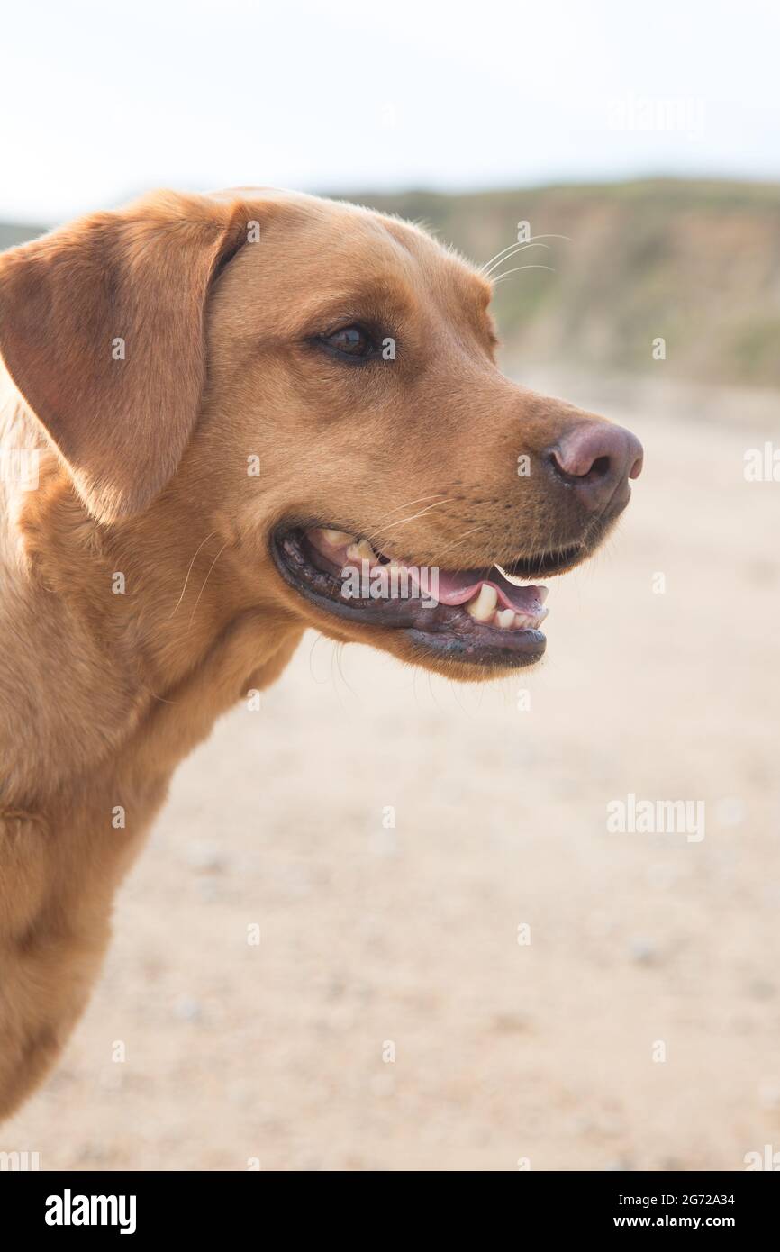 Un primo piano profilo ritratto di un cane da compagnia Fox Red labrador Retriever su una spiaggia sabbiosa con bocca aperta durante la vacanza estiva Foto Stock