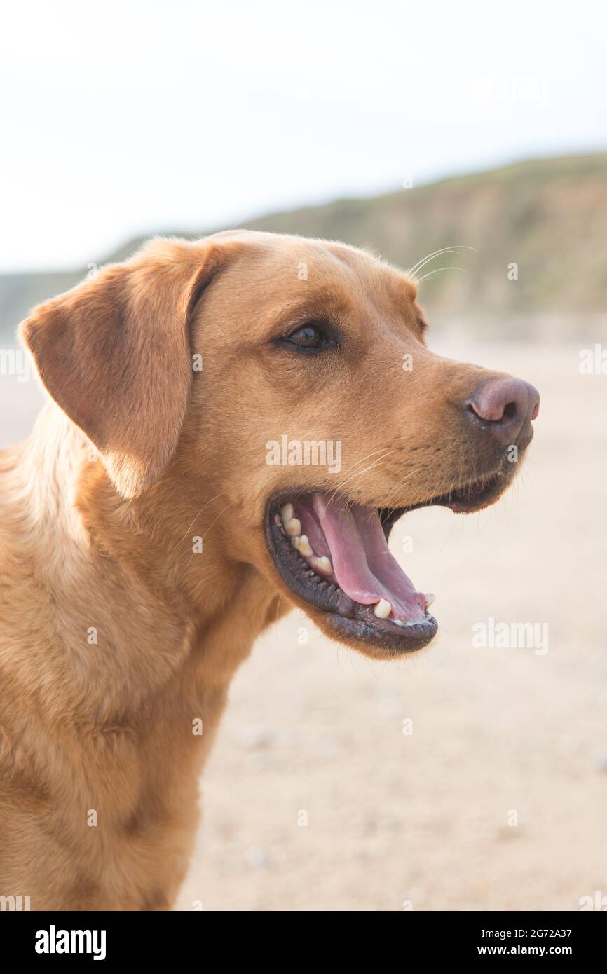 Un primo piano profilo ritratto di un cane da compagnia Fox Red labrador Retriever su una spiaggia sabbiosa con bocca aperta durante la vacanza estiva Foto Stock