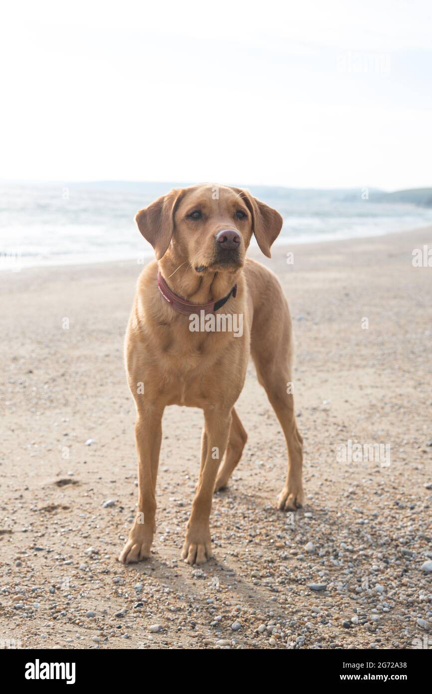 Un cane labrador Retriever rosso volpe o giallo che guarda sano e in forma su una spiaggia della Cornovaglia al tramonto Foto Stock