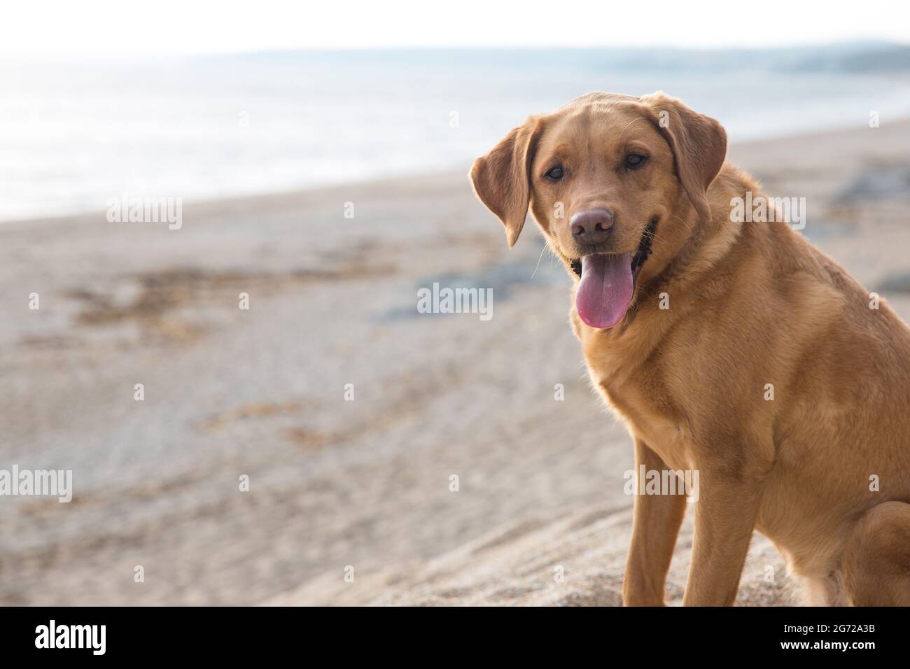 Un cane labrador Retriever rosso volpe o giallo che guarda sano e in forma su una spiaggia della Cornovaglia al tramonto Foto Stock