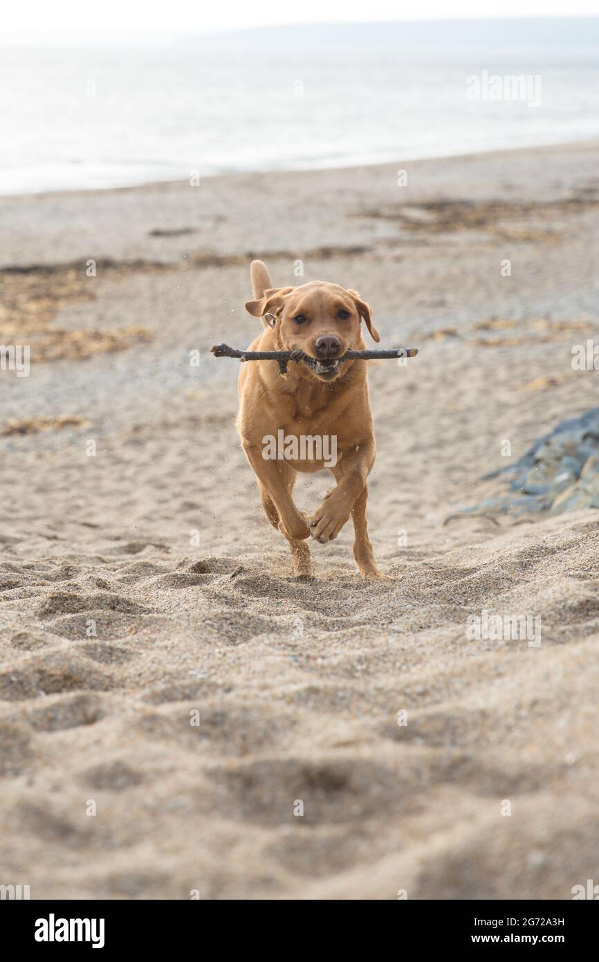 Un cane Labrador Retiever che corre su una spiaggia sabbiosa con un bastone in bocca Foto Stock