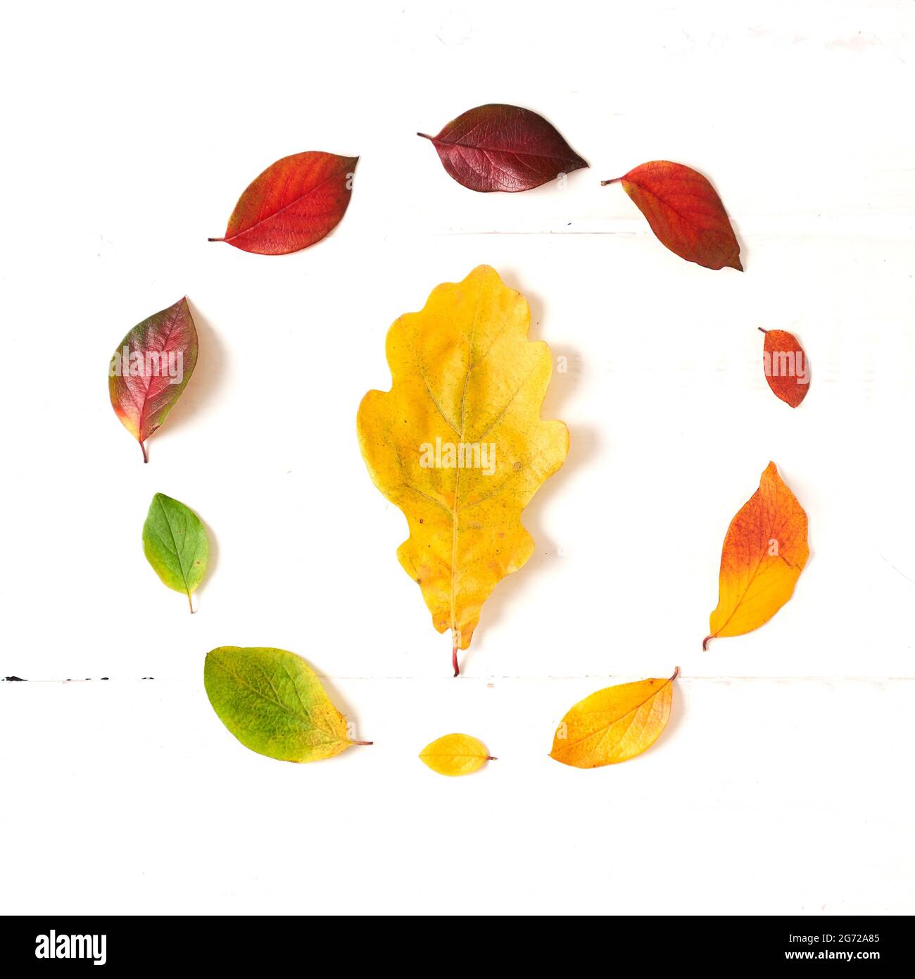 Cerchio di foglie colorate d'autunno con quercia al centro sotto forma di sfumatura, disposizione per il design su sfondo bianco di legno. Foto di alta qualità Foto Stock