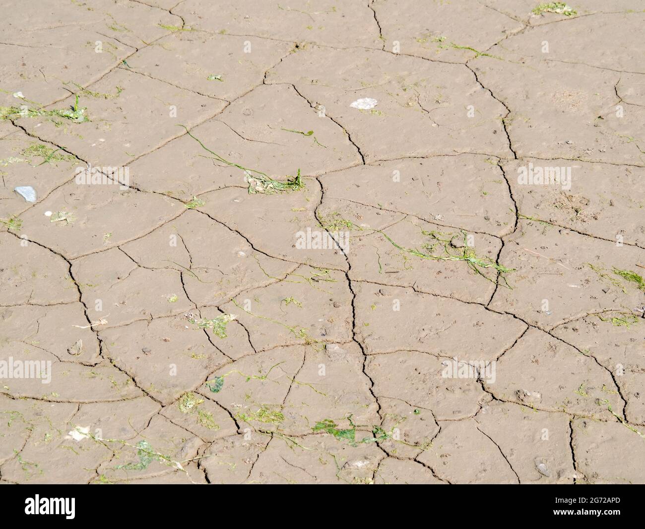 Fango incrinato, terra fiume con piante morte. Secco, concetto di siccità. Foto Stock