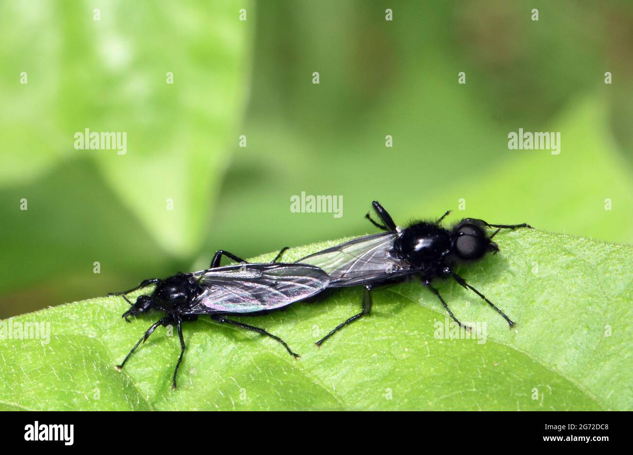 L'accoppiamento delle mosche di San Marco o delle mosche del biancospino (Bibio marci). Il maschio è il grande occhio volare sulla destra. Bedgebury Forest, Kent, Regno Unito. Foto Stock