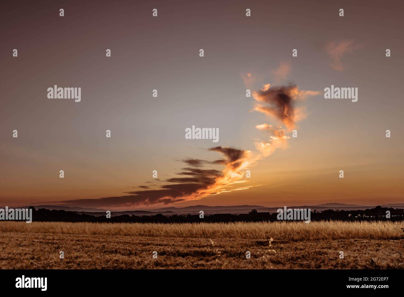 Campo di grano dorato nelle ore pomeridiane. Sfondo, paesaggio Foto Stock