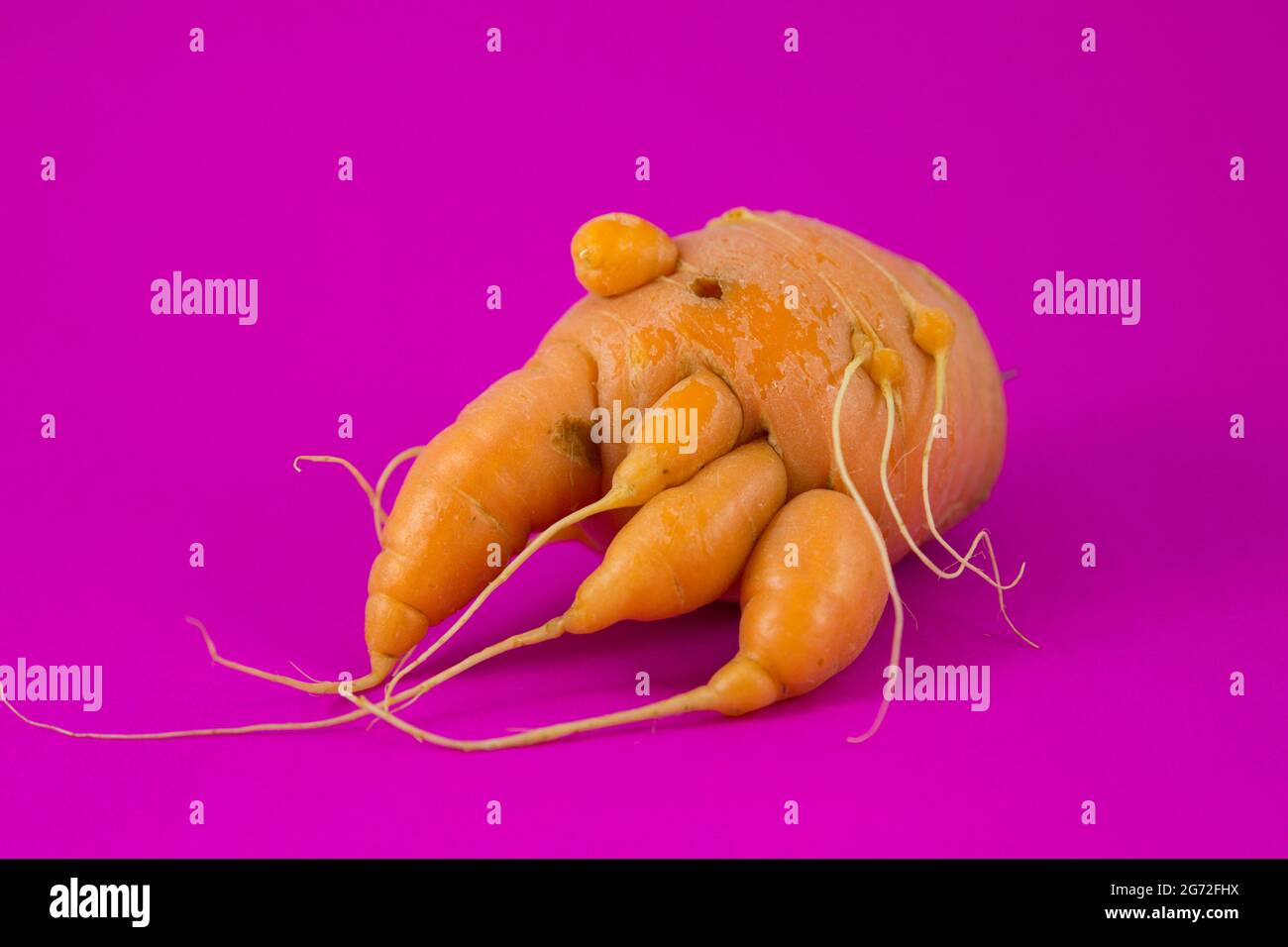 Isolata carota divertente con radici su uno sfondo rosa vibrante Foto Stock