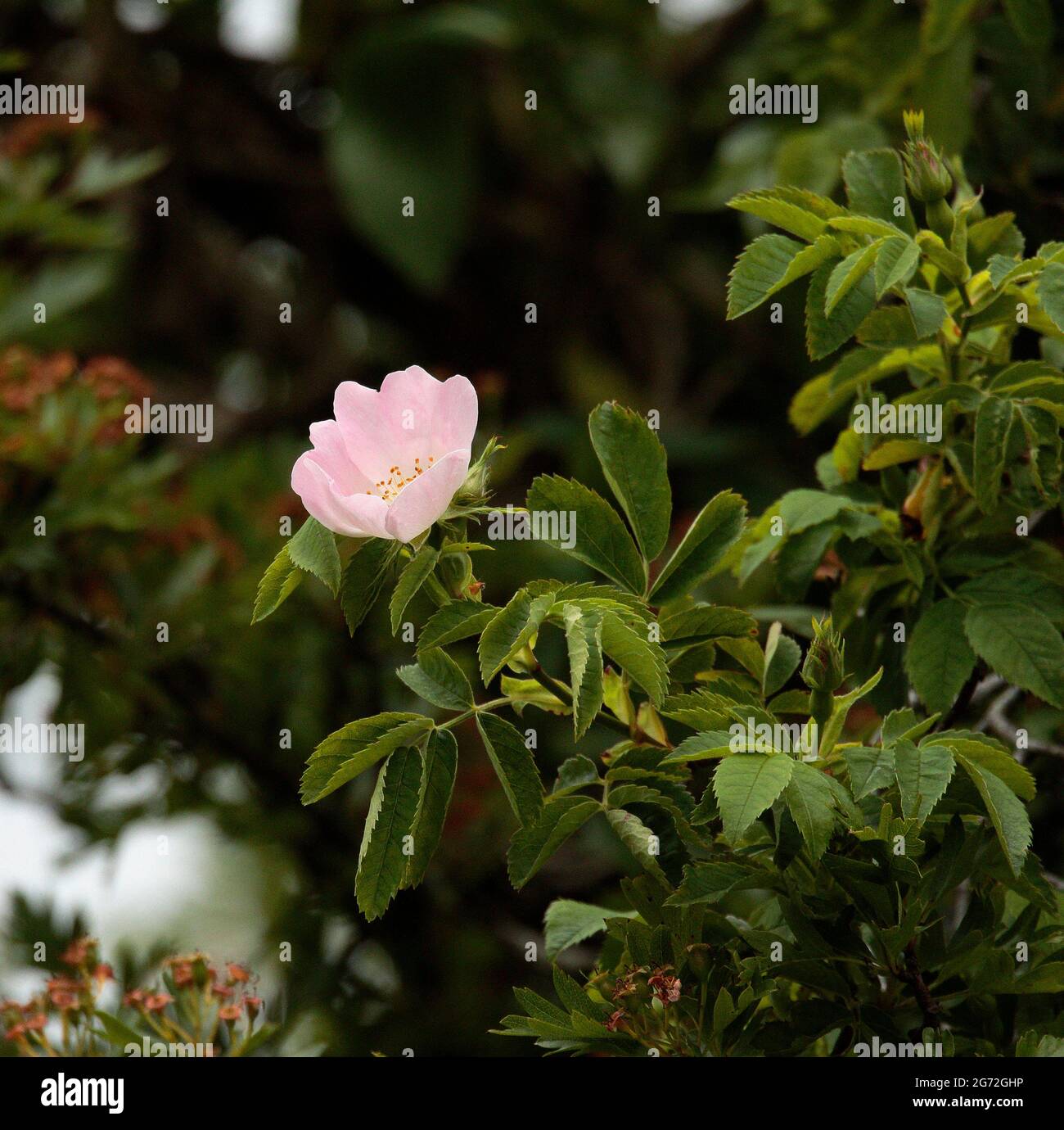 Rosa selvatica Foto Stock