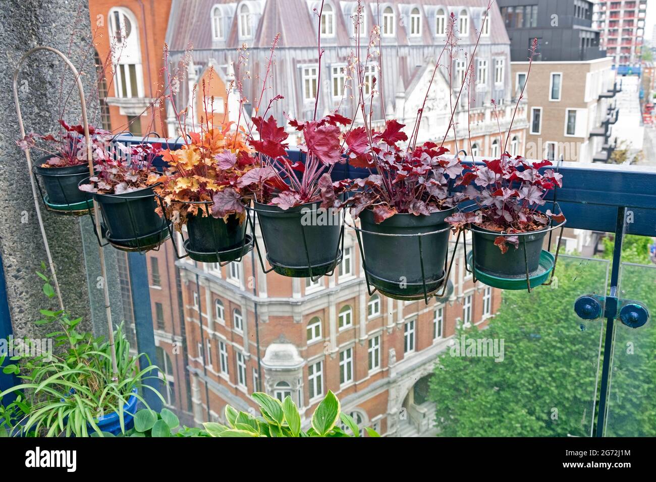 Fila di Heuchera rosso porpora Obsidian Coral Bells Heucheras che cresce in pentole di piante su un balcone di giardino del tetto di Barbican Estate a Londra UK KATHY DEWITT Foto Stock