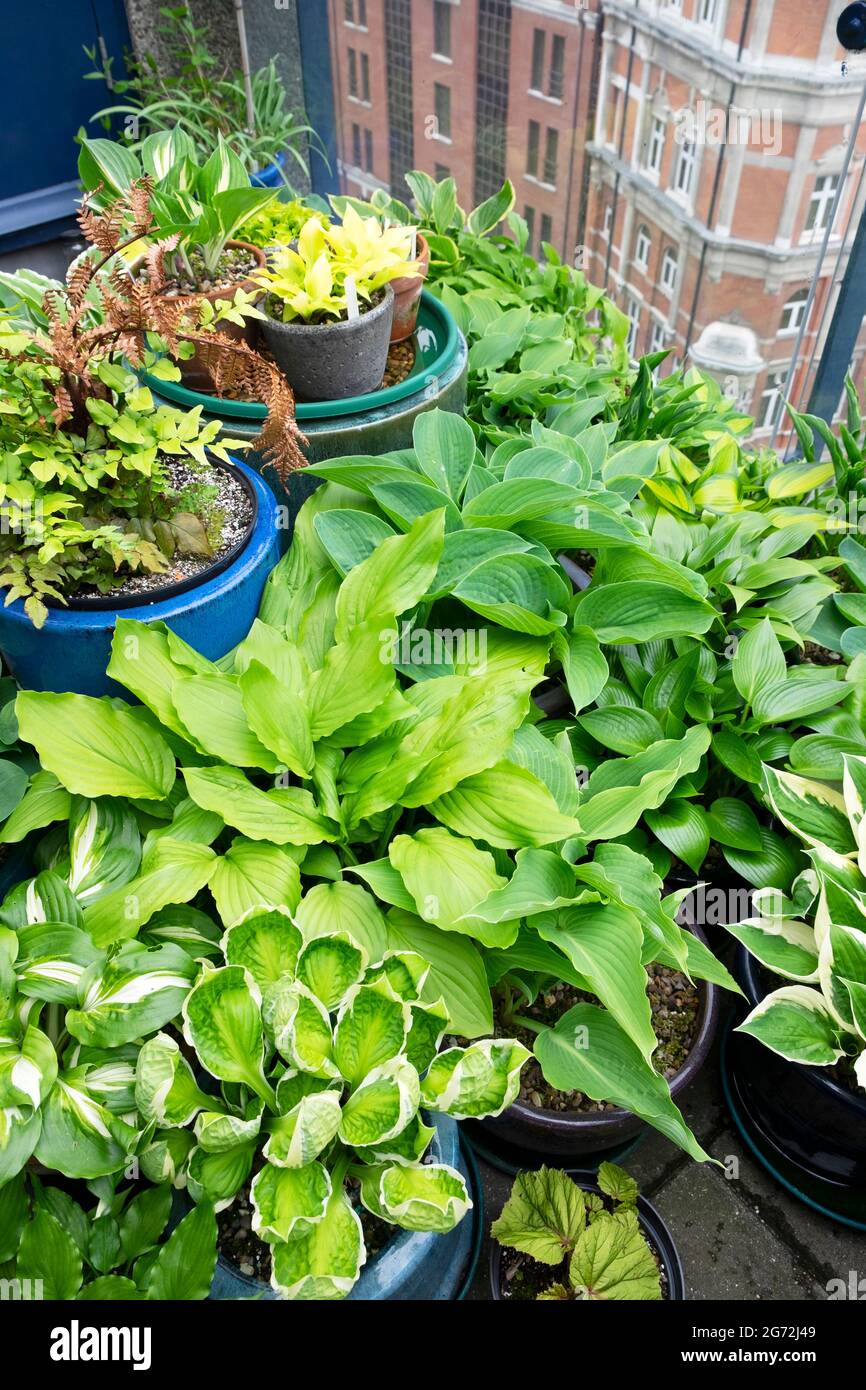 Hostas che cresce in un gruppo di pentole raggruppate su un alto Barbican Estate tetto piano giardino tetto balcone in estate nella città di Londra UK KATHY DEWITT Foto Stock